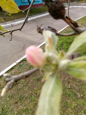IMG_20201019_111833.jpg