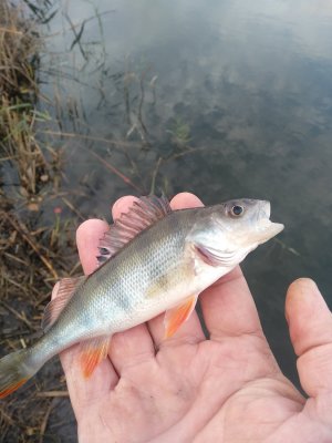 IMG_20201026_081316.jpg