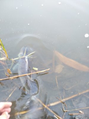 IMG_20201029_071338.jpg