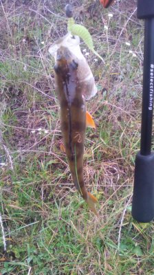 IMG_20201029_093902[1].jpg