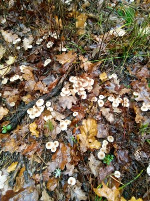 IMG_20201101_084016.jpg