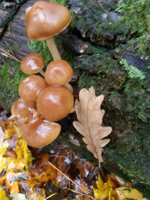 IMG_20201101_080757.jpg
