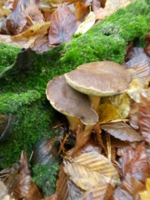 IMG_20201101_093735.jpg