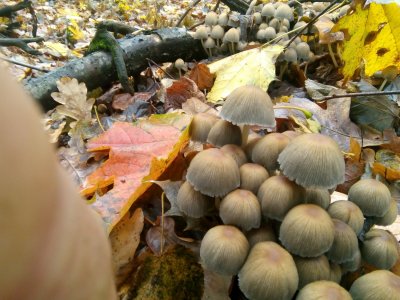 IMG_20201101_121547.jpg