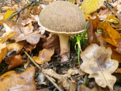 IMG_20201101_122801.jpg