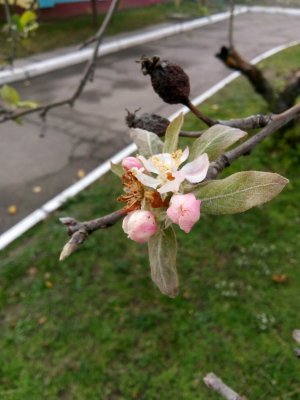 IMG_20201104_110013.jpg