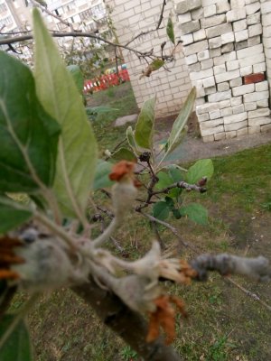 IMG_20201104_105811.jpg