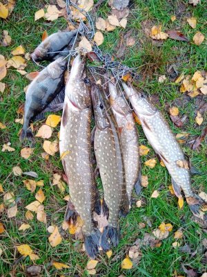 IMG_20201104_132937.jpg