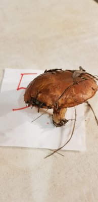 20201109_170717.jpg