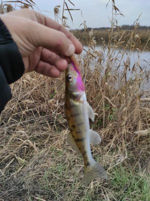 IMG_20201115_102231.jpg