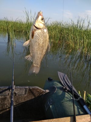 IMG_20200729_073543.jpg