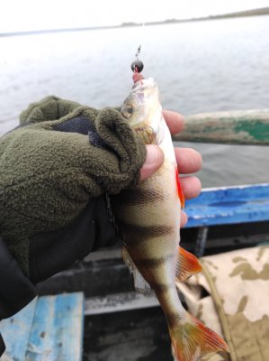 IMG_20201120_111128.jpg