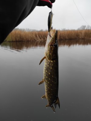IMG_20201129_095018.jpg