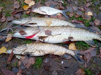 IMG_20201202_133525.jpg