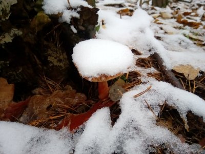 IMG_20201202_142520.jpg