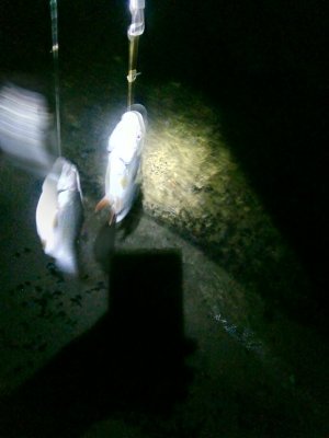 IMG_20201202_174759.jpg