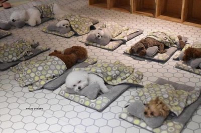 dogs-nap-time-puppy-spring-daycare-center-3-5e008665a9a27__880-750x500.jpg