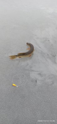 IMG_20201212_133831.jpg