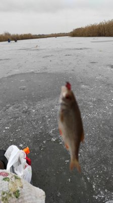 IMG_20201218_084300.jpg