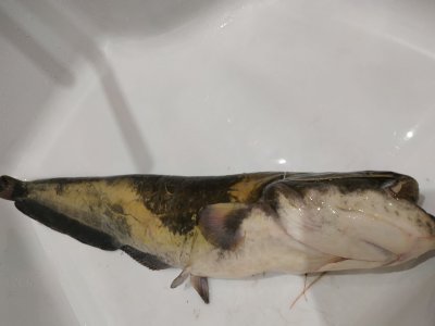 IMG_20210521_183023.jpg