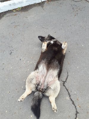 собакен.jpg