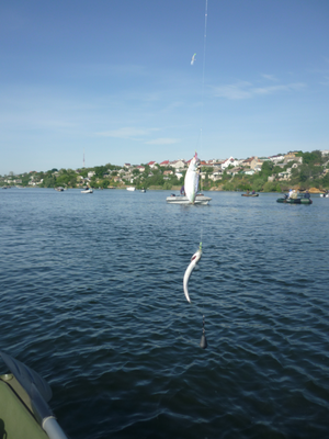 P1180060.png