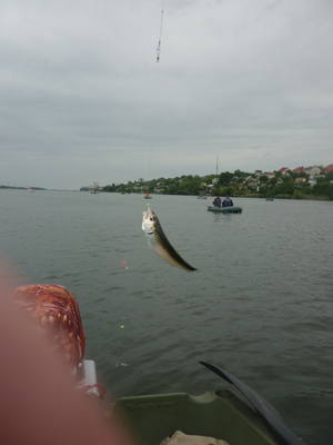 P1180071.png