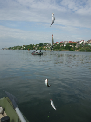 P1180078.png