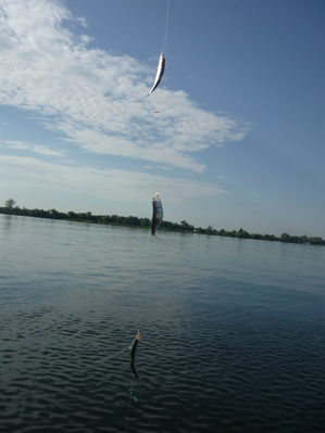 P1180098.png