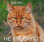 post-13-12421339731607.jpg