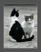 CAT_01_v3.jpg