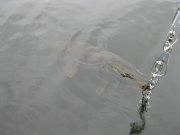 IMG_0172.jpg