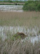 IMG_0191.jpg