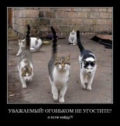 post-3-12424864486501.jpg
