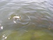 DSC00311.JPG