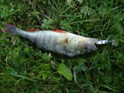 DSC00313.JPG