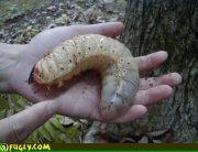 giant-grub.jpg