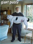 Котяра.jpg