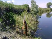 090530_Орель_Окунь_01.jpg