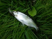 DSC00335.JPG