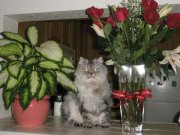 д,св,валент2.jpg