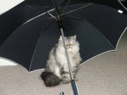 д,св,валент16.jpg