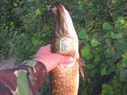 IMG_8624_1.JPG