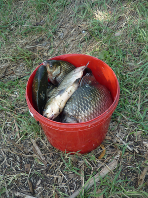 P1180175.png