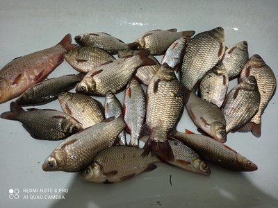 IMG_20210825_193320.jpg