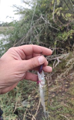 IMG_20210923_181903.jpg