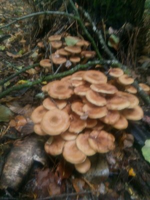 IMG_20210925_100131.jpg