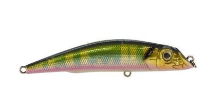 darter.jpg