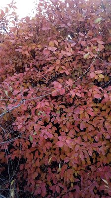 IMG_20211023_153143.jpg