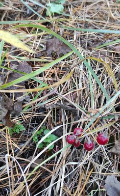 IMG_20211107_165809.jpg